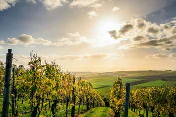 Vigneti - Foto di David da Pexels