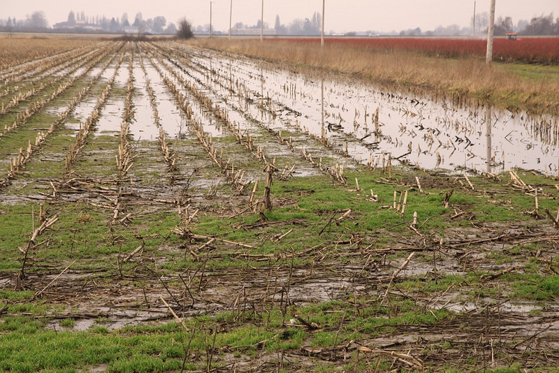 Agricoltura
