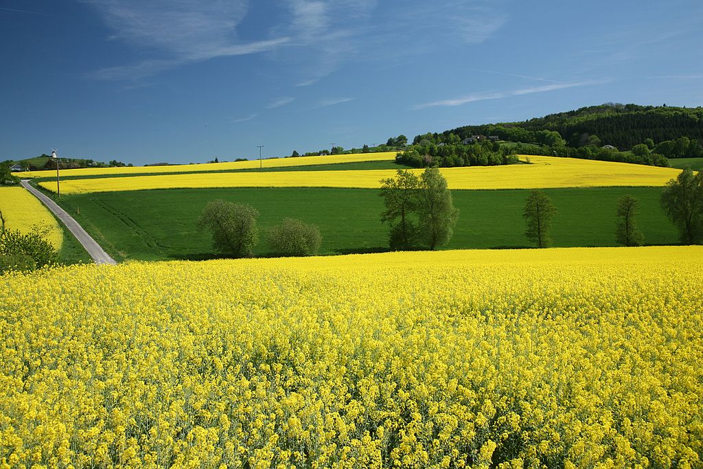 Agricolture - Foto di Daniel Schwen