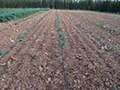 Agricoltura Agricoltura