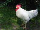 Gallo, foto di TIMO ELLIOTT Gallo, foto di TIMO ELLIOTT