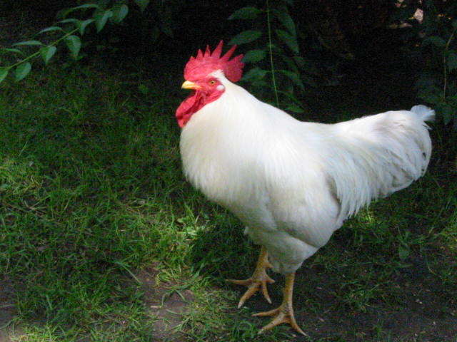 Gallo, foto di TIMO ELLIOTT