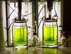 moss bioreactor moss bioreactor