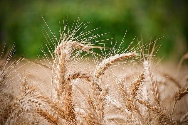 Grano - Foto di Luisella Planeta Leoni da Pixabay 
