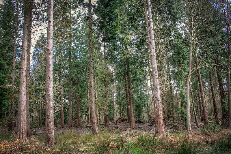 Bosco alberi