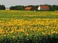 Campo di girasole, autore Charlotte Nordahl, Dresden Campo di girasole, autore Charlotte Nordahl, Dresden