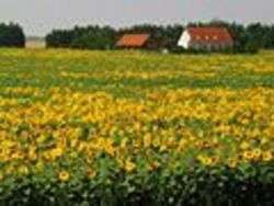 Campo di girasole, autore Charlotte Nordahl, Dresden Campo di girasole, autore Charlotte Nordahl, Dresden