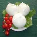 Mozzarella di Bufala Campana Mozzarella di Bufala Campana
