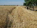 Raccolta del Grano, foto di Johnste Raccolta del Grano, foto di Johnste