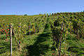 Agricoltura - Alessandro Vecchi Agricoltura - Alessandro Vecchi