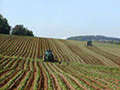 Agricoltura - foto di Ranveig Agricoltura - foto di Ranveig