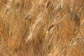 Grano - foto di Tumi-1983 Grano - foto di Tumi-1983