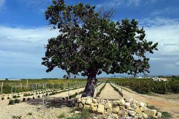 Risorse per imprese agricole colpite da catastrofi naturali