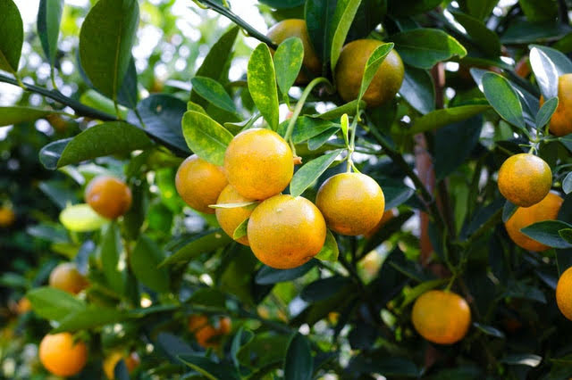 Agricoltura - photo credit: Quang Nguyen Vinh da Pexels