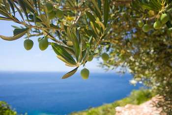 Xylella - Photo credit: Foto di leszek_kruk da Pixabay 