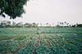 Agricoltura - Foto di Radosław Botev Agricoltura - Foto di Radosław Botev
