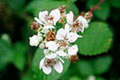 Blackberry flowers - Foto di Fir0002