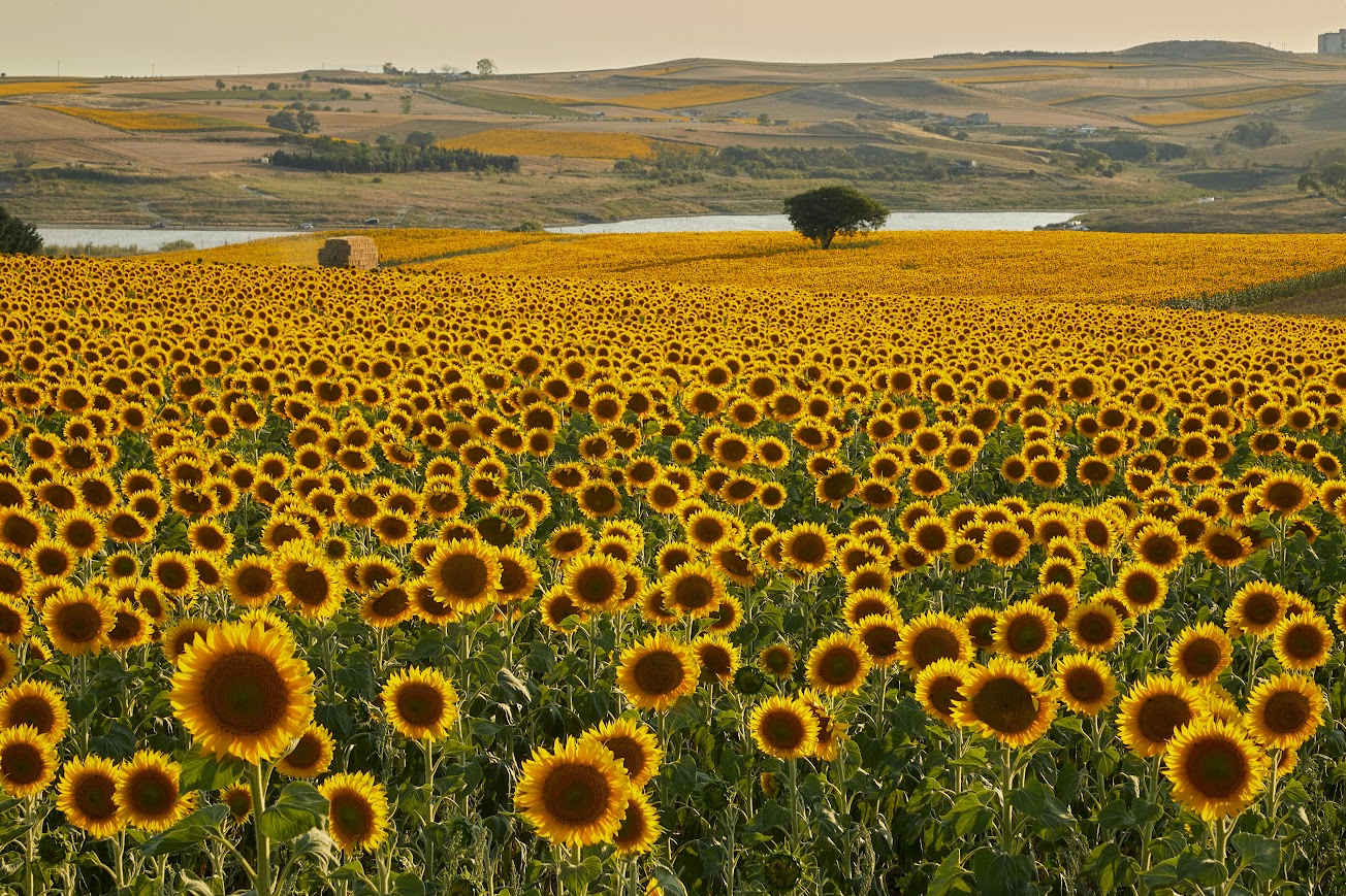 Assicurazione agricola - Photo credit: Foto di Meriç Tuna da Pexels