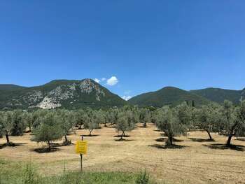 Oliveti - Photo credit: BLACK IBEX