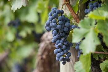 Vino - Foto di Michael Siebert da Pixabay