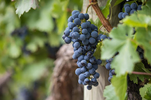 Vino - Foto di Michael Siebert da Pixabay
