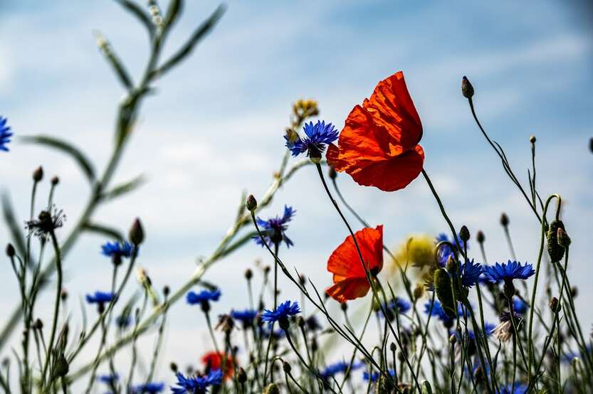 Foto di Palle Knudsen da Unsplash