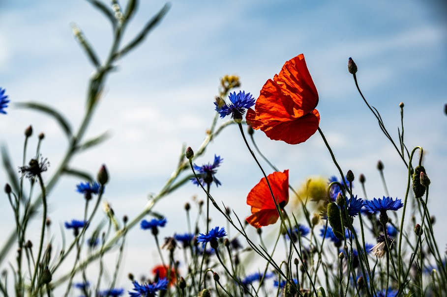 Foto di Palle Knudsen da Unsplash