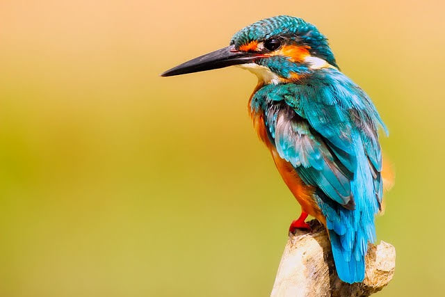 Foto di 12019 da Pixabay