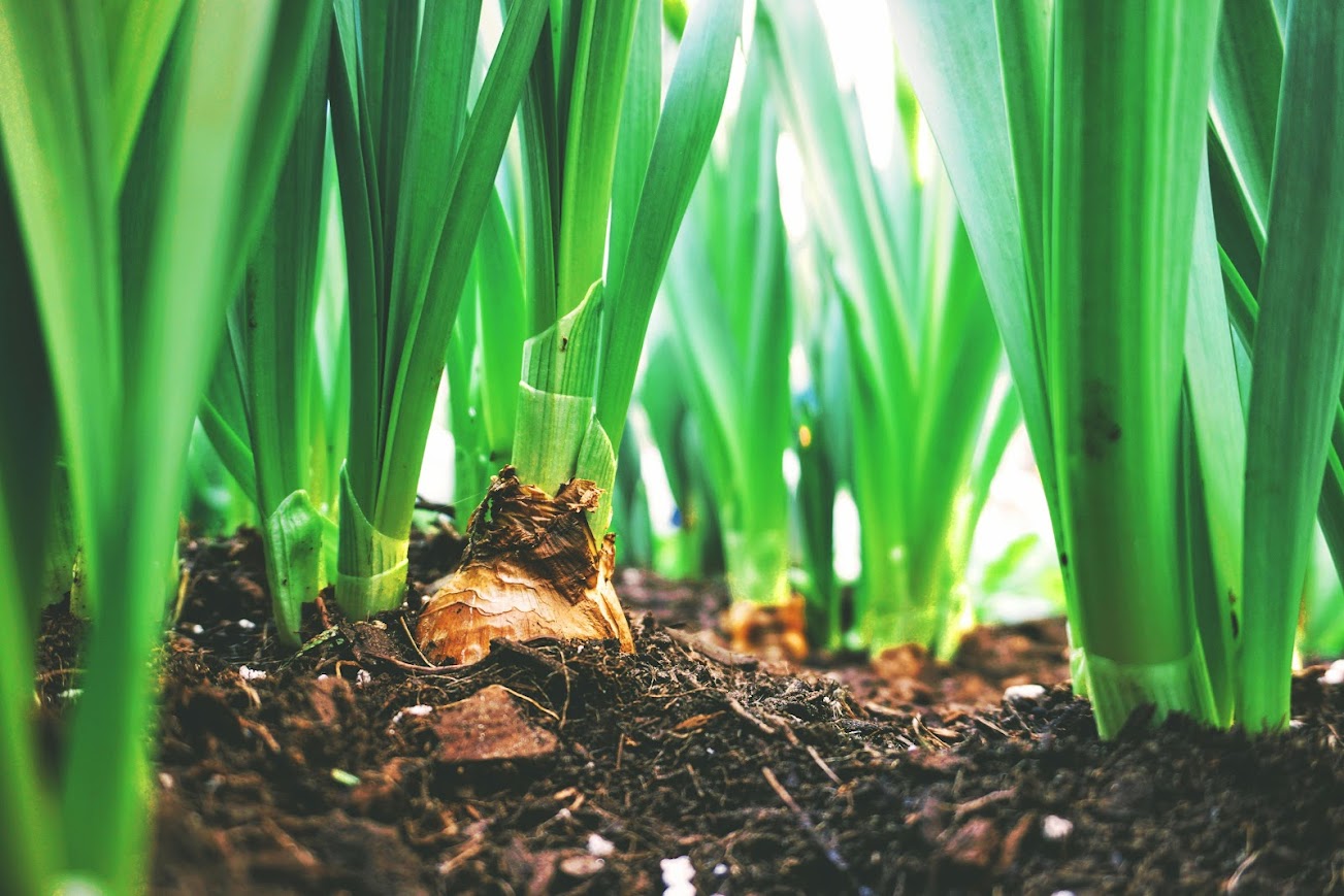 Agricoltura - Photo credit: Foto di Maarten van den Heuvel - Pexels