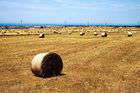 campo di grano-foto di L'Ibleo