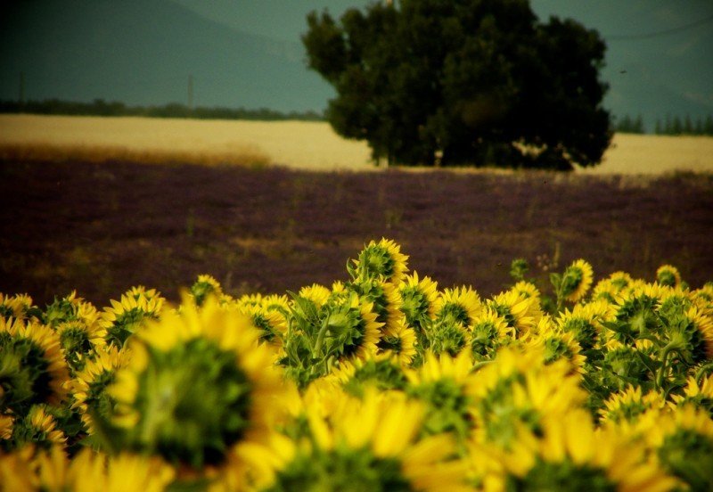 Agriculture - Photo credit: alpha du centaure / Foter / Creative Commons Attribution 2.0 Generic (CC BY 2.0)
