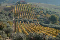 Vigneti - foto di pizzodisevo