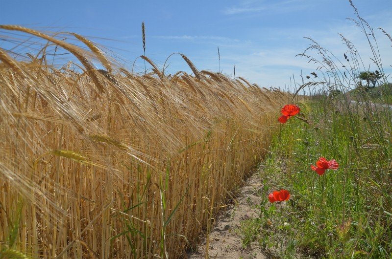 Summer field margin